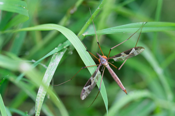 Tipula maxima ♀ - Mainz-Gonsenheim, 7 Weiher, Ufer 6/2021 (Riesenschnake)