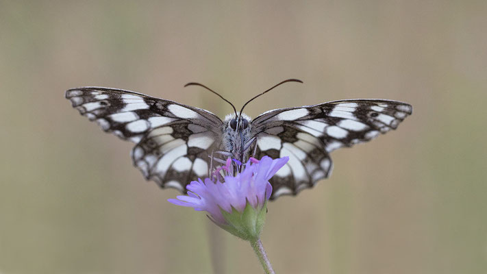 Melanargia galathea - Kroatien, Losinj, Autocamp Lopari 6/2014 (Schachbrett)