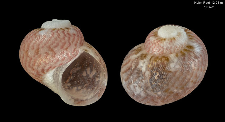 Gabrielona raunana goubini - Palau, Helen Reef, 12-23 m 3/2024