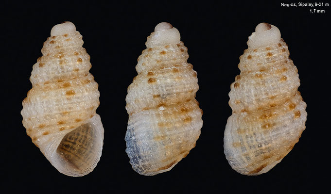 Alvania spec. 10 -  Philippines, Negros, Sipalay, 9-21 m 3/2018