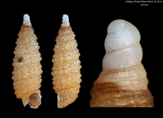Synthopsis spec. 12 - Egypt, Safaga, 10-20 m 12/2012