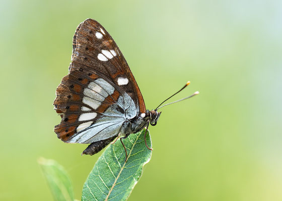 Limenitis reducta - Kroatien, Cres, Martinscica, Camp-Slatina 5/2017 (Blauschwarzer Eisvogel)