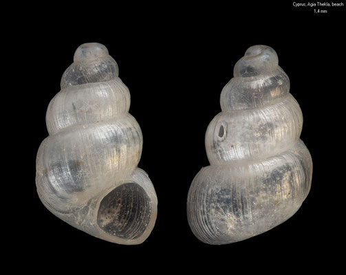 Setia spec. 1 - Cyprus, near Agia Napa: Agia Thekla, beachdrift 4/2018