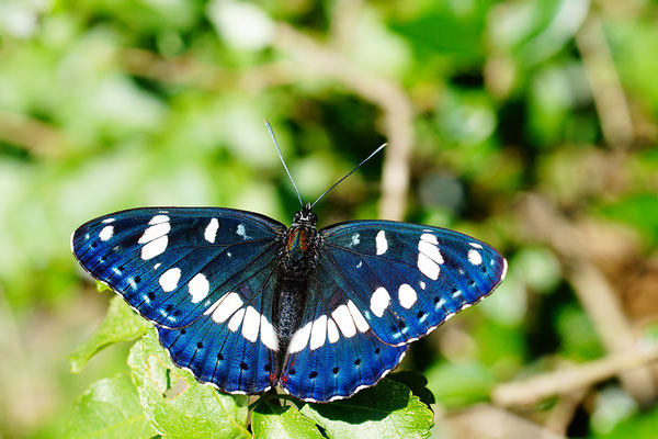 Limenitis reducta - Kroatien, Losinj 6/2014 (Blauschwarzer Eisvogel)