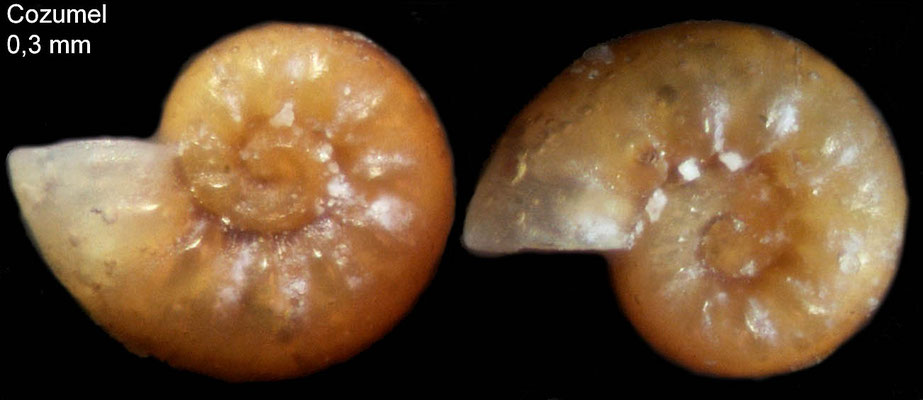 Ammonicera minortalis - Mexiko, Cozumel Isl., 10-15 m 4/2014