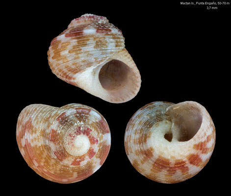 Collonista gemma - Philippines, Mactan Is., Pt. Engaño, 50-70 m 2006