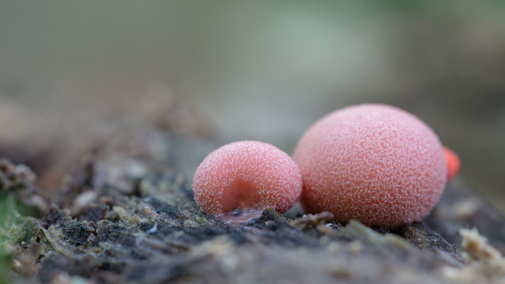 Lycogala epidendrum - Schaafheim, Buchertsgräben, an Laubholz 6/2021 (Blutmilchpilz)