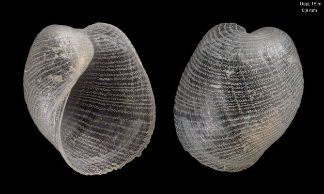 Philine spec. 8 - Solomon Islands, New Georgia Isl., Marovo Lagoon, Uepi Isl., 15 m 2018