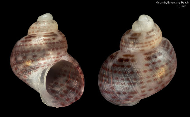 Hiloa variabilis - - Thailand, Andaman Sea, Ko Lanta, Bakantiang Beach 7/2016