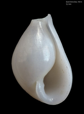 Pyrunculus pyriformis - East China Sea, 150 m 2006