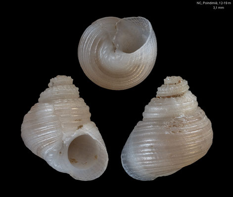 Collonista spec. 11 - New Caledonia, off Poindimiè, 12-19 m 11/2019