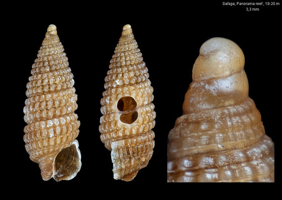 Specula spec. 1 - Egypt, Safaga, Panorama reef, 18-20 m 10/2015