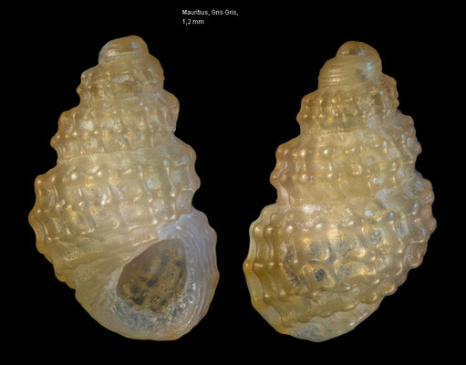 Simulamerelina wanawana (brown form) - Mauritius, Gris Gris 4/2013