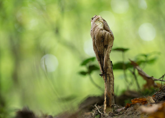 Clavariadelphus pistillaris - Wendelsheim-Mörsfeld 9/2014 (Herkuleskeule)