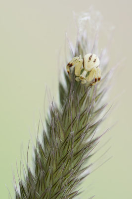 Misumena vatia ♂ - Ippesheim, Nahe, Uferwiese 4/2016 (Veränderliche Krabbenspinne)