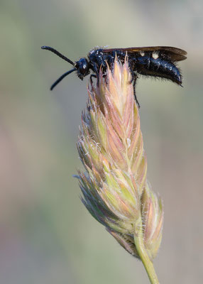 Scolia sexmaculata - Kroatien, Cres, Camp Slatina 6/2017 (Sechsfleckige Dolchwespe)