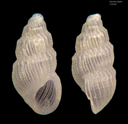 Quirella spec. 6 - Mauritius, Gris Gris, beach 12/2012