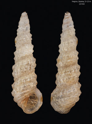 Pyramidelloides spec. 7 - Philippines, Negros, Sipalay, 21-23m 3/2018