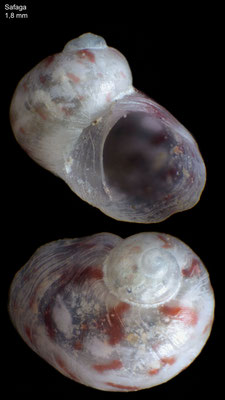Tricolia spec. 1 - Egypt, Safaga, Shams-Hotel, lagoon, 1 m 4/1997