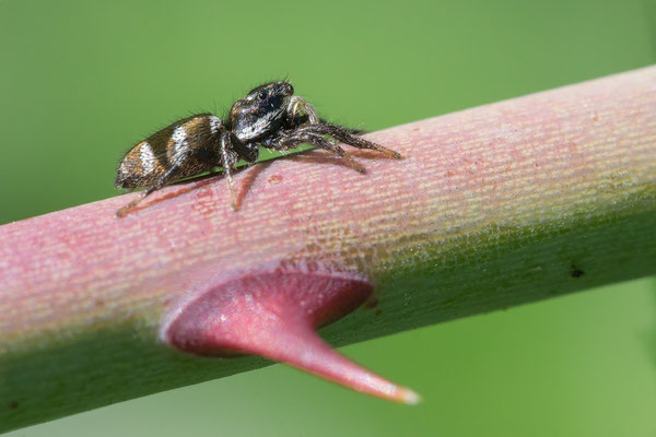 Salticus scenicus - Babenhausen, "In den Rödern", auf Rose 9/2021 (Zebraspringspinne)