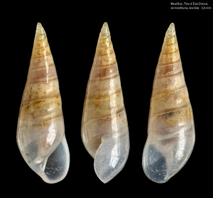 Melanella spec. 13 - Mauritius, Trou d´Eau Douce, at holothuria, low tide 4/2013