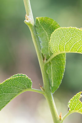 Iphiclides podalirius - Kroatien, Cres, Vidovići 6/2017 (Segelfalter)