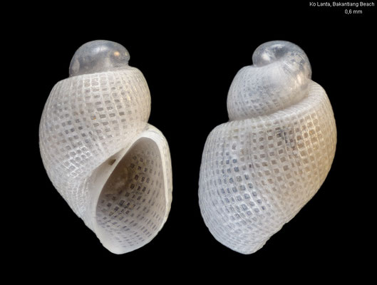 Acteon spec. 2 - Thailand, Ko Lanta, Bakantiang Beach 7/2016 cf. family?