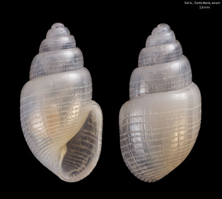 Acteon maltzani - Cabo Verde, Sal Is., Santa Maria, small beach near old harbour 6/2012