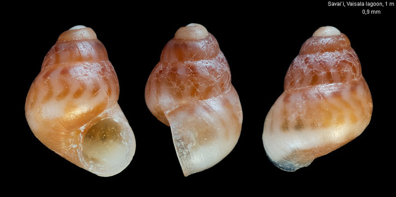 Eatonina spec. 3 - Western Samoa, Savai´i, Vaisala lagoon, 1 m 8/2005 