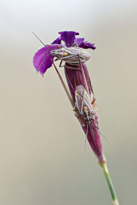 Horistus orientalis - Mainz, Düne, an Nelke 6/2023