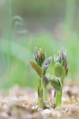Vincetoxicum hirundinaria - Zornheim, Garten 4/2022 (Schwalbenwurz)