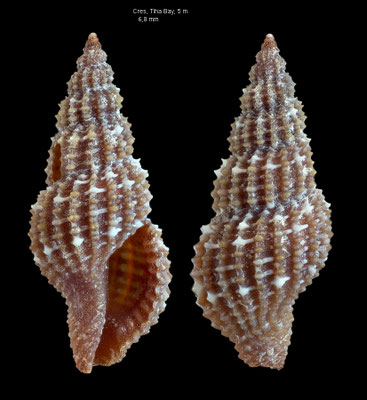 Raphitoma petanii - Croatia, Cres, Martinscica, Tiha Bay, 3 m 6/2017 