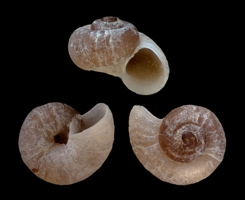 Skeneopsis planorbis - Scotland, 2 miles NW' off Orkney, dredged in 15 m (Skeneopsidae, gerontic)
