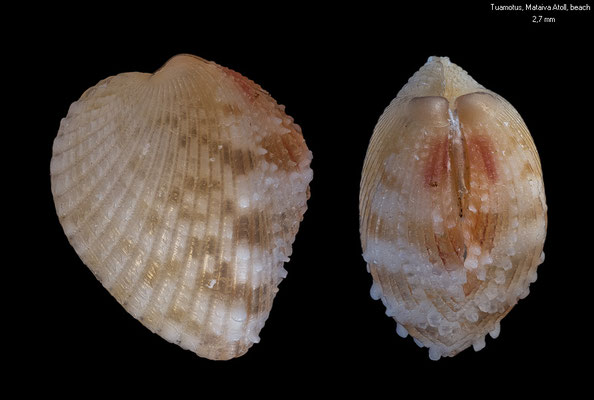 Fragum mundum - French-Polynesia, Tuamotus, Manihi Atoll, beach ca. 2017 (Cardiidae)