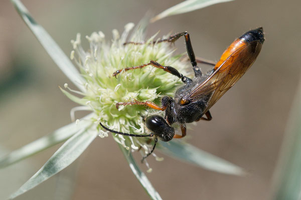 Sphex funerarius ♀ - Mainz, Düne, an Feldmannstreu 7/2018 (Heuschreckensandwespe)