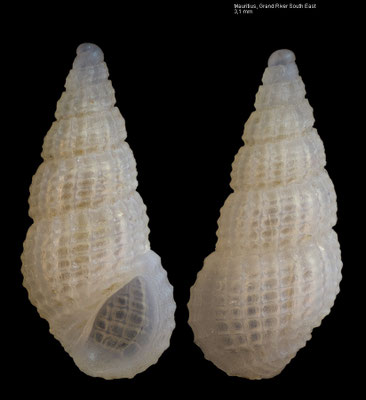Phosinella spec. 4 - Mauritius, Grand River South East, 1 m 3/2010