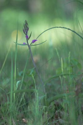 Cephalanthera rubra - Mainz, Düne 5/2016 (Rotes Waldvögelein)