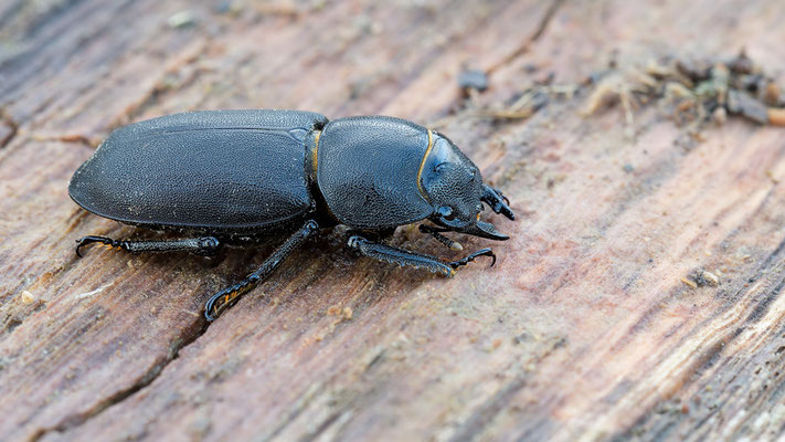 Dorcus parallelipipedus ♀ - Zornheim, Holzaufbereitungsplatz, unter Stamm 12/2018 (Balkenschröter)