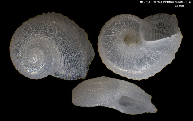 Anticlimax spec. 1 - Maldives, Raa Atoll, Kottefaru Kamathi, 14 m 10/2014 