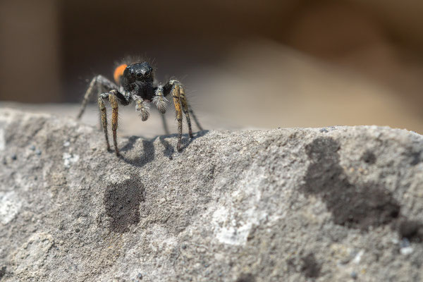 Philaeus chrysops - Spanien, l´Escala 6/2019 (Goldaugenspringspinne)