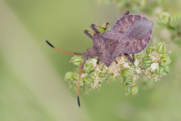 Coreus marginatus - Zornheim, Garten 7/2022 (Lederwanze)