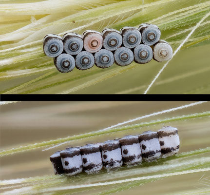 Eurydema oleracea - Schlossböckelheim, Kunoweg, an Roggen 6/2022 (Kohlwanze, Gelege) 