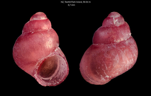 Eatonina cf. subflavescens - New Zealand, Poor Knights Islands, 56-64 m 9/2001 