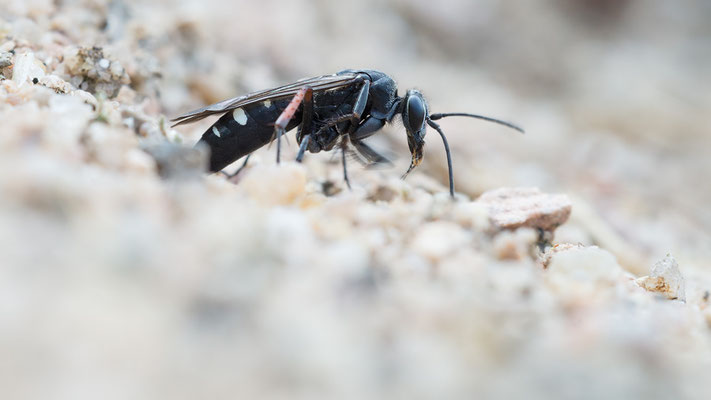 Episyron rufipes - Zornheim, Garten 7/2017 (Rotbeinige Wegwespe)