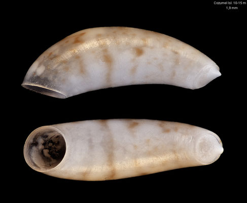 Meioceras nitidum - Mexiko, Cozumel Isl., south-west coast, 10-15 m 4/2014