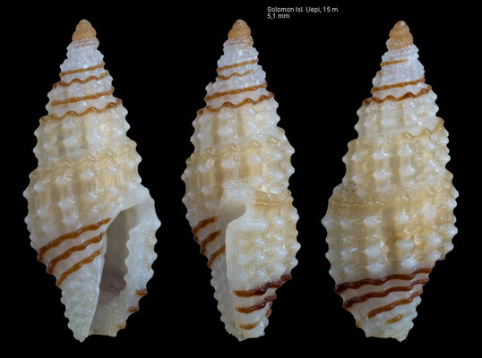Kermia bifasciata  - Solomon Isl., Uepi, 15 m 2018