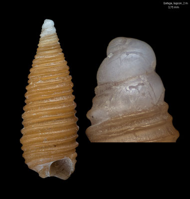 Seila spec. 2 - Egypt, Safaga, lagoon, 2 m 12/2013