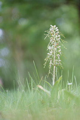 Himantoglossum hircinum - Alzey, RFK, Rasen 5/2017 (Bocks-Riemenzunge)