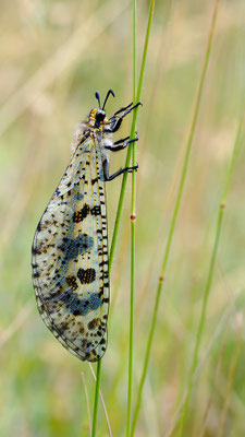 Palpares libelluloides - Kroatien, Losinj 6/2014 (Libellenähnliche Ameisenjungfer)