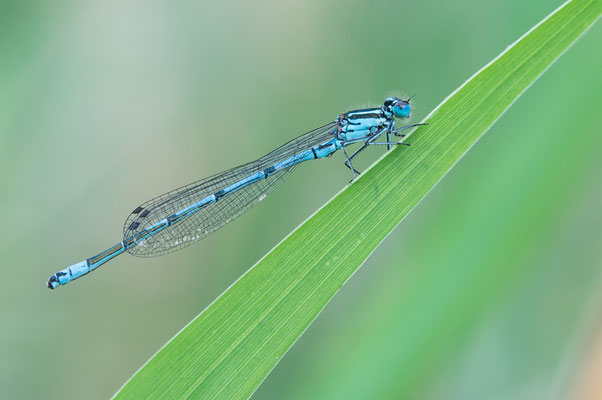 Coenagrion puella  - Eich, Altrhein 5/2017 (Hufeisen-Azurjungfer)